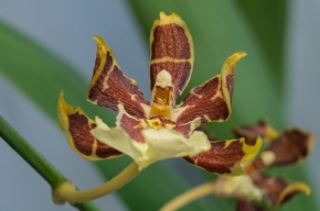 Makro - Orchidea 9