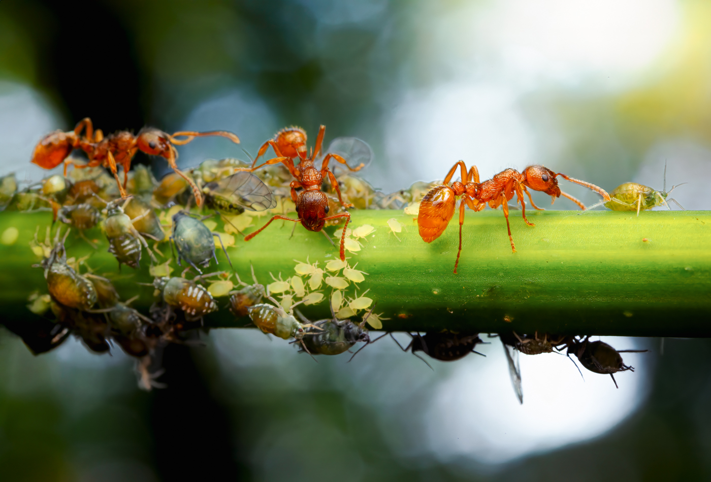 Mravenci na pastvě