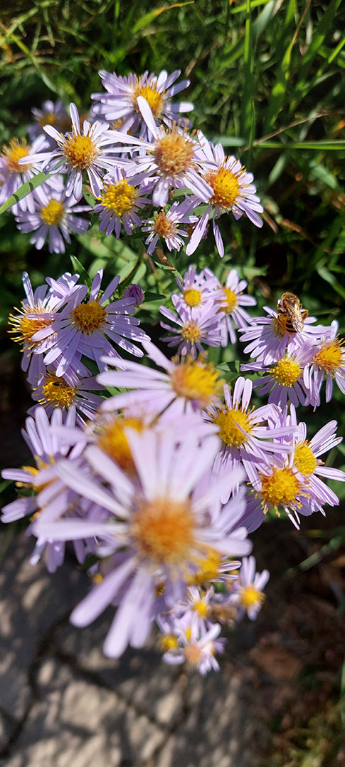 květy s včelkou