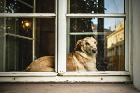 Zvířata - Za oknem