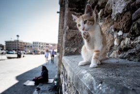 Zvířata - Kočka řecká