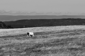 Černobílá - Pastvina