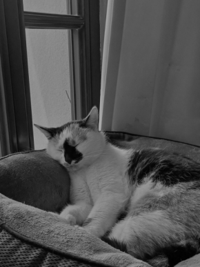 Černobílá - Spící kočka v kavárně