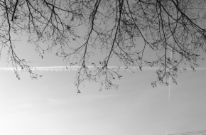 Černobílá - výhled zpod stromu