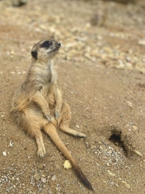Zvířata - surikata