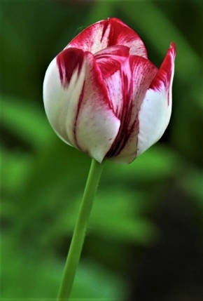 Květiny - Tulipán 