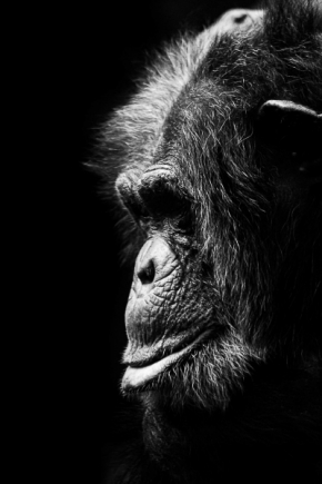 Portrét - Šimpanz