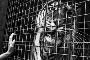 Zvířata - V zajetí 