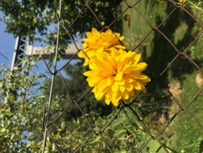 Květiny - Žlutá kytka