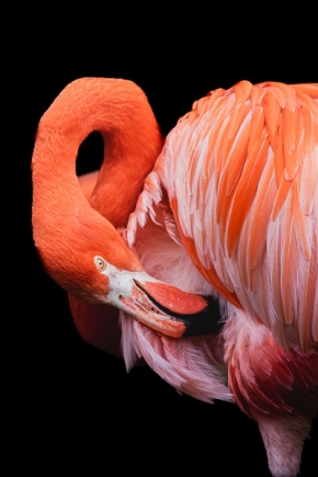 Portrét - Flamingo