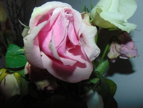 Květiny - Růže v květináči