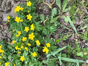 Květiny - Žluté Kytky