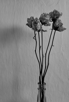 Květiny - Mrtvé krásky