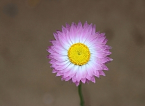 Květiny -  Smilek zelenohlavý
