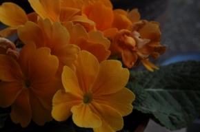 Květiny - Oranžová