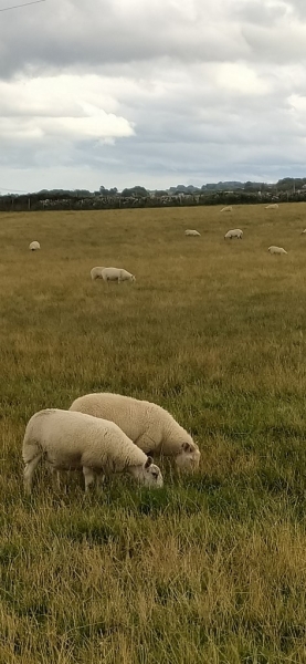 Krajina - Pásly se ovce