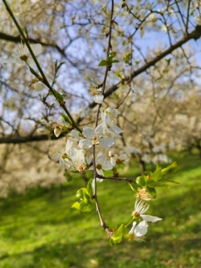 Radim Pištěk - Jarní rozkvět stromu