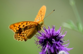 Radim Pištěk - Motýl na květu