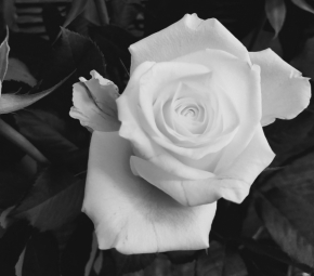 Květiny - Růže