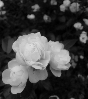 Květiny - Bílá