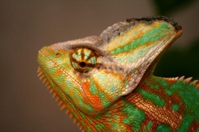 Příroda v detailu - Chameleon