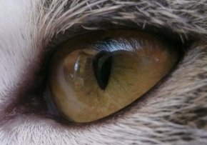 Příroda v detailu - Kočičí oko