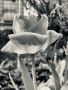Adéla Caldrová - ROZKVETLÝ TULIPÁN