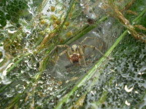 Příroda v detailu - Pavoučí doupě