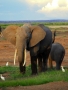 Lubomir Fleisig - Amboseli