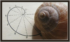 Příroda v detailu - Fotograf roku - kreativita - Archimedes: jak prosté...