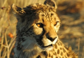 Příroda v detailu - Gepard z Namibie