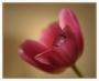 Tulipán