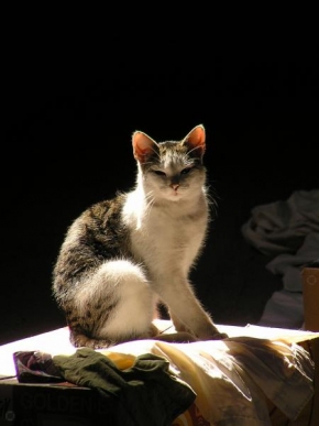 Světlo, stín a barva - Kočka na půdě