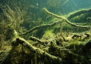 Příroda v detailu - Pod vodou