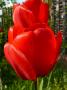 Tulipany
