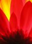 Gerbera