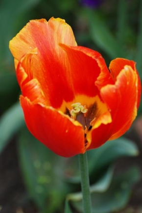 Příroda v detailu - Tulipán.