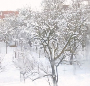 Kouzlení zimy - Sněžěné stromy