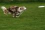 Dogfrisbee