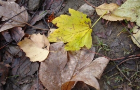 Příroda v detailu - Podzimní romance