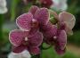 Orchideje