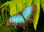 Kubo Papcuňár - Morfo mnohooký (Morpho peleides)
