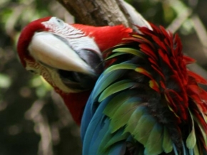 Příroda v detailu - Papouch