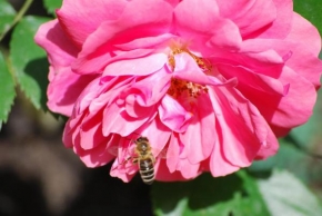 Příroda v detailu - Včelka a růže