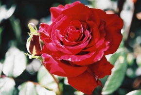 Příroda v detailu - Red Rose