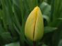 Tulipán
