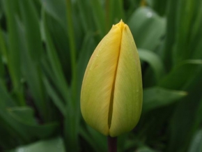 Příroda v detailu - Tulipán