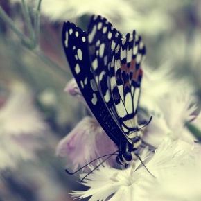 Příroda v detailu - Křídla motýlí