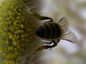 Příroda v detailu - Včelka