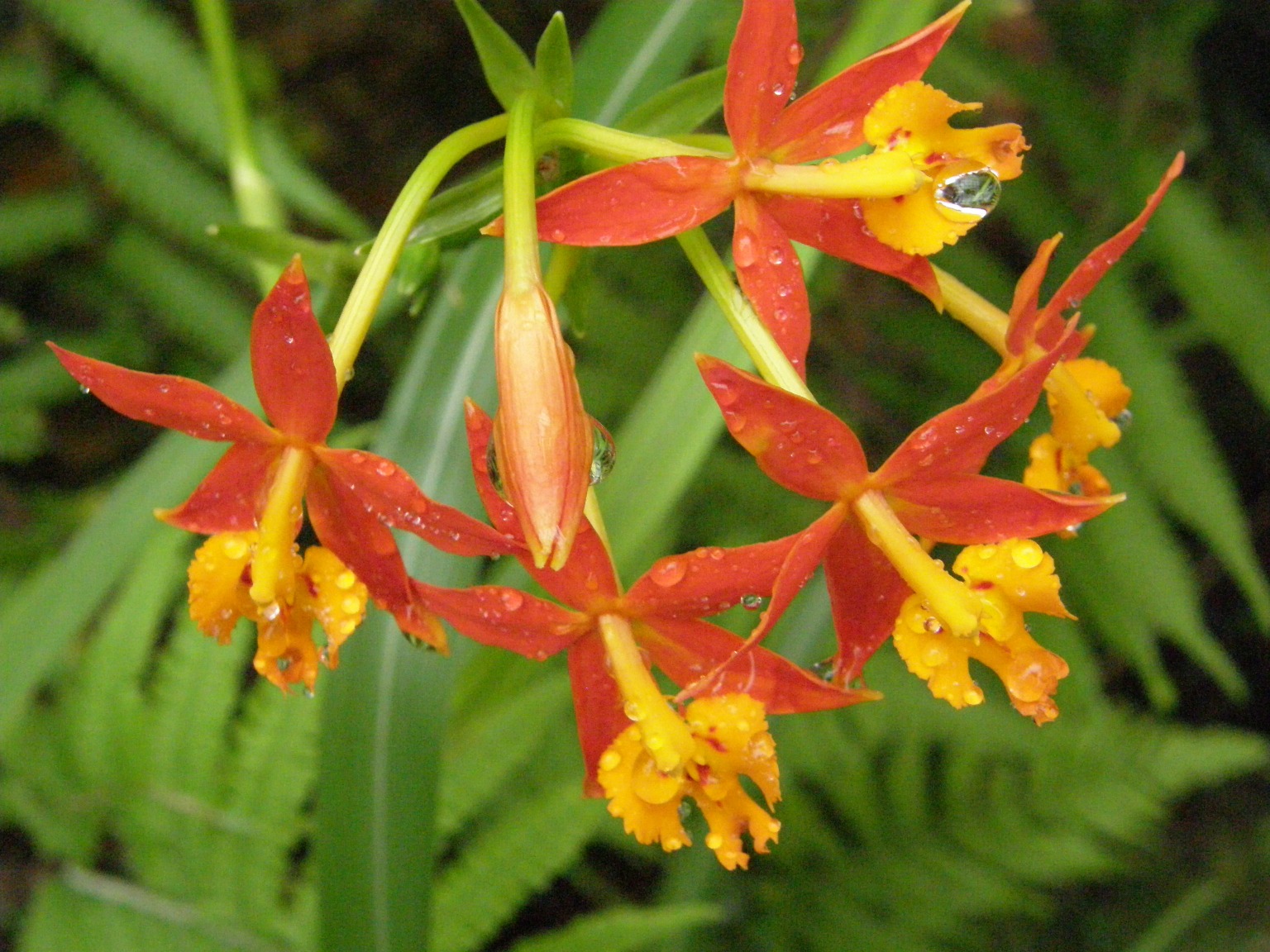 Náročná orchidej
